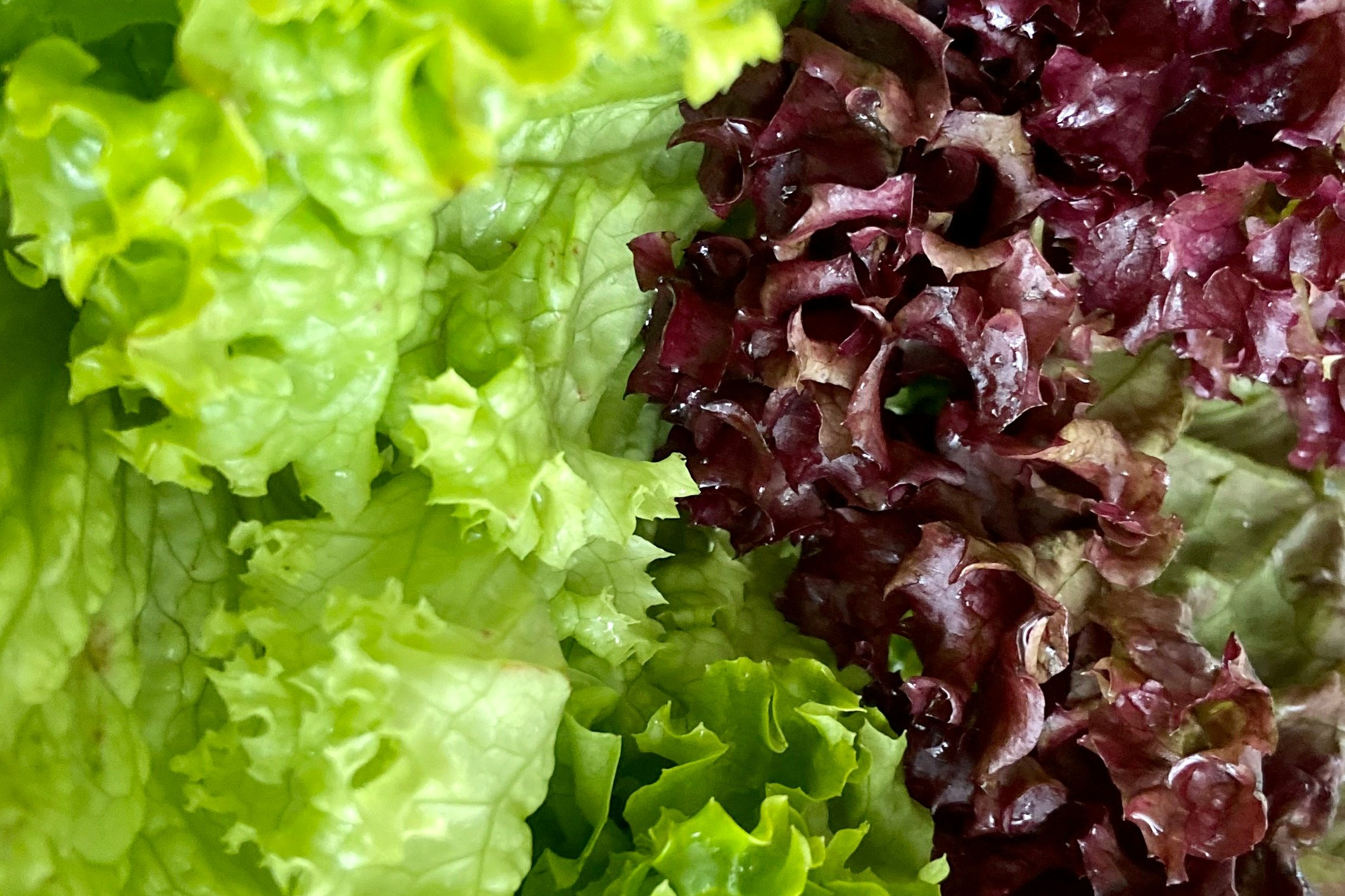 Lechugas hidropónicas HidroBio